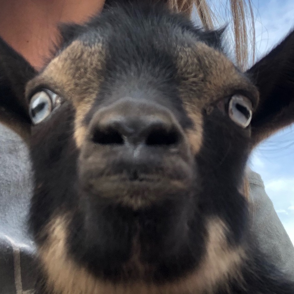 Meet your Posher, Alyssa